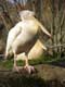 Pélican blanc, oiseau à parade nuptiale / France, Paris, Vincennes, Zoo de Vincennes