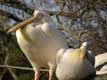 Couple de Pélicans blancs / France, Paris, Vincennes, Zoo de Vincennes