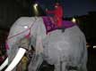 Monté sur un éléphant de carton, procession de Noël devant la cathédrale