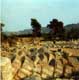 Tambours de colonnes du grand temple de Zeus renversés par un tremblement de terre au VI e siècle ap JC / Grece, Olympie