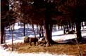 Chèvres en liberté dans el sous bois enneigé / Suisse, PontResina