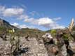 Vignes de vin des Corbi�res, ch�teau de Qu�ribus dans le fond / France, Pyrenees Roussillon, Queribus