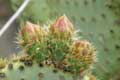 Fleurs de cactus