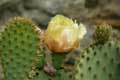 Pluie sur cactus en fleurs / France, Languedoc Roussillon, Prieure de Serrabone