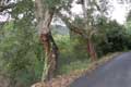 ch�nes li�ge, �corce pr�lev�e / France, Pyrenees Roussillon, Prieur� de Serrabone