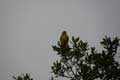 Rapace au cou jaune sur une branche de chêne / France, Languedoc Roussillon, Prieure de Serrabone