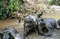 Toilette des éléphants enchainés par leurs cornacs