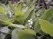Muguet