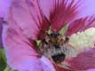 abeille dans fleur rose