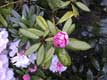 Rhododendron / Belgique