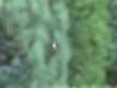 araign�e sur sa toile