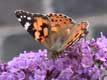papillon butine