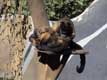 singes sur l'arbre