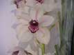 orchid�e / Belgique