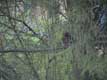 �cureuil dans les branches