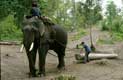 Elephant enchainé tire un tronc d'arbre / Thailande