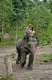 Promenade à dos d'éléphant enchainé / Thailande