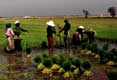 Culture du riz dans les rizieres / Thailande