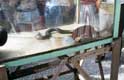 Serpent cage de verre / Thailande