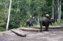 Travail des éléphants / Thailande