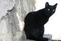 Beau chat noir / France, Languedoc Roussillon, Ile Ste Lucie