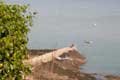 Homme et son chien sur le quai