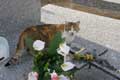 Chat dans le cimetière / France, Poitou, Civaux