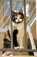 Chat au balcon / France, Languedoc Roussillon, Finestret