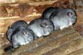 Chinchillas