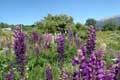 Lupins / France, Cerdagne