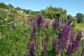 Lupins / France, Cerdagne