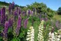 Lupins / France, Cerdagne