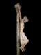 Dévot Christ en croix de Perpignan, sculpture polychrome en bois de tilleul / France, Languedoc Roussillon, Perpignan, Devot Christ