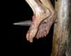 Détail clou dans les pieds, Dévot Christ de Perpignan, sculpture polychrome en bois de tilleul