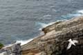 Mouette et rochers de Cabo Vidio