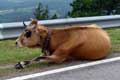 Vache en bord de route / Espagne, Cote Cantabrique, Mirador del Fito
