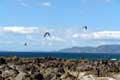 Pigeons survolant les rochers de bord de mer / Espagne, Galice