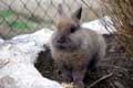 Lapin gris