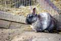 Lapin gris