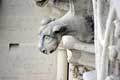 Animal gargouille / France, Paris, Cathedrale Notre Dame