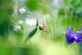 Fleurs du jardin