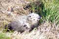 Bébé goéland dans son nid