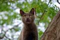 Beau regard de chat dans les arbres