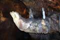 Machoire aux stalagmites