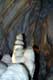 Stalagmites