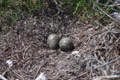 Oeufs de goelands
