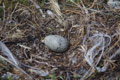 Oeuf de goéland dans son nid