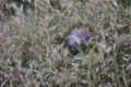 Bébé goéland tapis dans l'herbe / France, Languedoc Roussillon, Leucate
