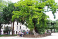 Ce faux acacia est le plus viel arbre de Paris / France, Paris, St Julien le Pauvre