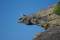 Mouette sur rocher